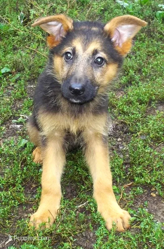 Rusty – German Shepherd Dog puppy for sale in Oldtown, MD