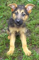 Rusty, a female German Shepherd Dog for sale in Oldtown, MD – 1 of 6