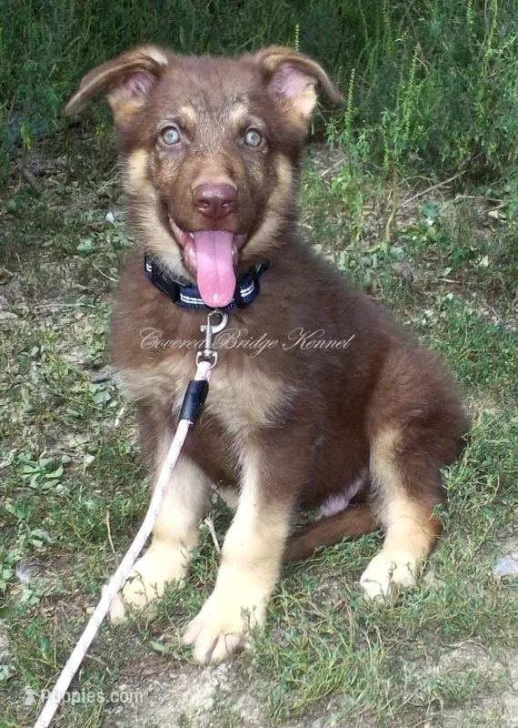 Mocha – German Shepherd Dog puppy for sale in Oldtown, MD