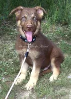 Mocha, a male German Shepherd Dog for sale in Oldtown, MD – 1 of 5