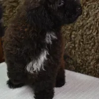 Leo, a male Maltipoo for sale in Conrath, WI – Photo 3 of 5