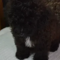 Leo, a male Maltipoo for sale in Conrath, WI – Photo 5 of 5