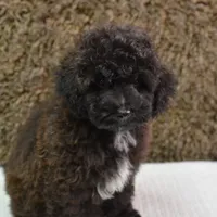 Leo, a male Maltipoo for sale in Conrath, WI – Photo 1 of 5