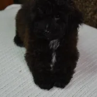 Leo, a male Maltipoo for sale in Conrath, WI – Photo 2 of 5