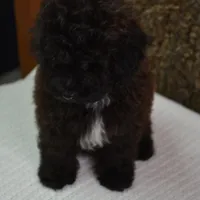 Leo, a male Maltipoo for sale in Conrath, WI – Photo 4 of 5