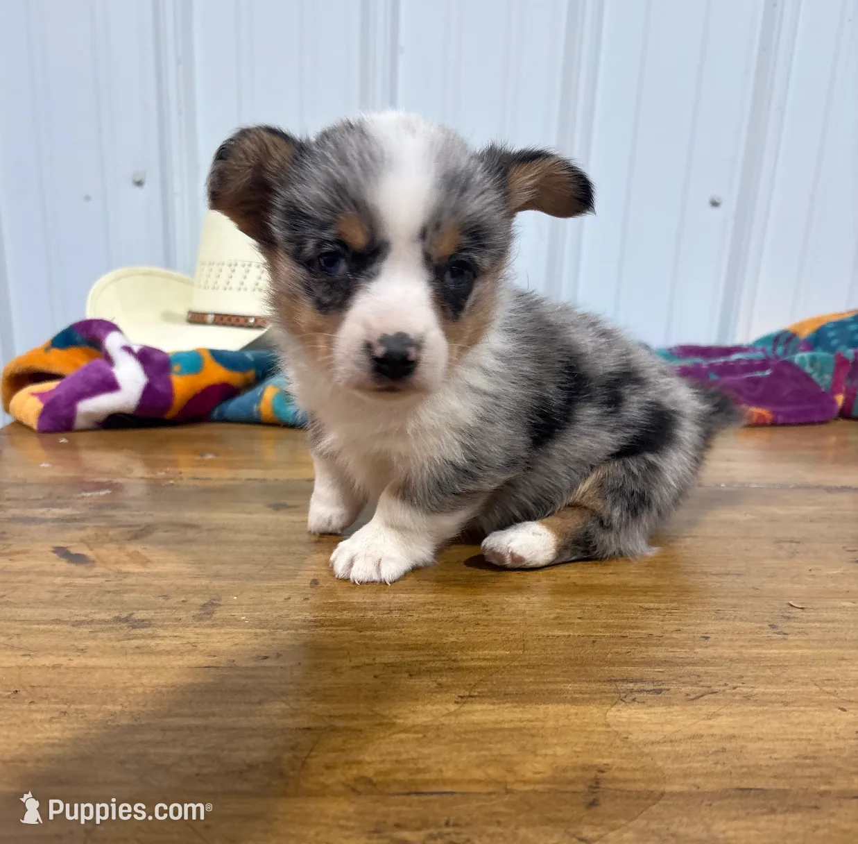 Little Girl, a female Cardigan Welsh Corgi and Pembroke Welsh Corgi for sale in Payson, IL – Photo 6 of 7