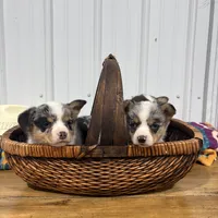 Little Girl, a female Cardigan Welsh Corgi and Pembroke Welsh Corgi for sale in Payson, IL – Photo 4 of 7