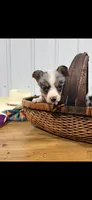 Little Girl, a female Cardigan Welsh Corgi and Pembroke Welsh Corgi for sale in Payson, IL – Photo 7 of 7