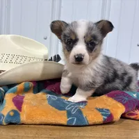 Little Girl, a female Cardigan Welsh Corgi and Pembroke Welsh Corgi for sale in Payson, IL – Photo 1 of 7