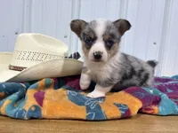 Little Girl, a female Cardigan Welsh Corgi and Pembroke Welsh Corgi for sale in Payson, IL – Photo 1 of 7