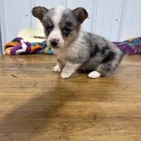 Little Girl, a female Cardigan Welsh Corgi and Pembroke Welsh Corgi for sale in Payson, IL – Photo 3 of 7