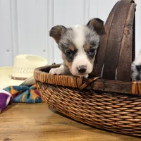 Little Girl, a female Cardigan Welsh Corgi and Pembroke Welsh Corgi for sale in Payson, IL – Photo 5 of 7