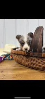Little Girl, a female Cardigan Welsh Corgi and Pembroke Welsh Corgi for sale in Payson, IL – Photo 5 of 7