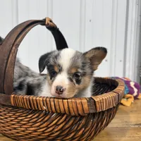 Pretty Girl, a female Cardigan Welsh Corgi and Pembroke Welsh Corgi for sale in Payson, IL – Photo 4 of 4