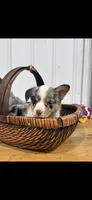 Pretty Girl, a female Cardigan Welsh Corgi and Pembroke Welsh Corgi for sale in Payson, IL – Photo 4 of 4