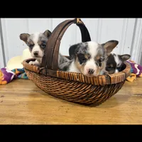 Pretty Girl, a female Cardigan Welsh Corgi and Pembroke Welsh Corgi for sale in Payson, IL – Photo 3 of 4