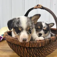 Pretty Girl, a female Cardigan Welsh Corgi and Pembroke Welsh Corgi for sale in Payson, IL – Photo 2 of 4