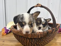 Pretty Girl, a female Cardigan Welsh Corgi and Pembroke Welsh Corgi for sale in Payson, IL – Photo 2 of 4