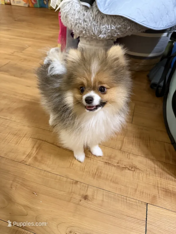 Teddy – Pomeranian puppy for sale in Conroe, TX