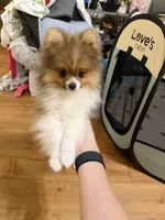 Teddy, a male Pomeranian for sale in Conroe, TX – 2 of 2