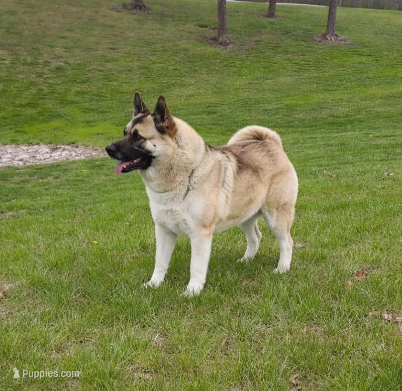 Sadie – Akita puppy for sale in Clayton, IL