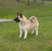Sadie, a female Akita for sale in Clayton, IL – Photo 1 of 3