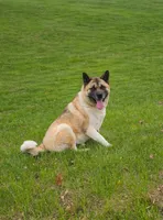 Sadie, a female Akita for sale in Clayton, IL – Photo 2 of 3