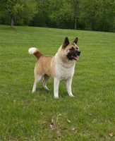 Sadie, a female Akita for sale in Clayton, IL – Photo 3 of 3