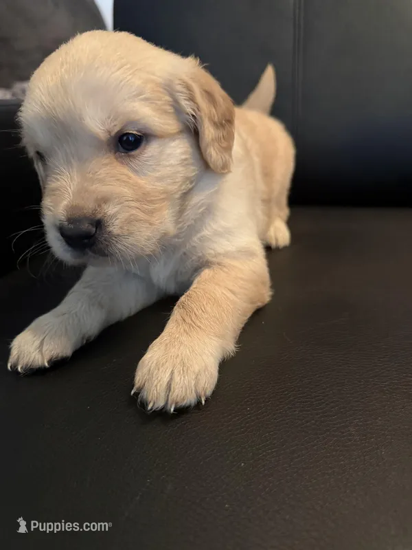 Puppy 1 – Golden Retriever puppy for sale in Los Banos, CA
