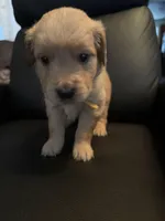 Puppy 1, a male Golden Retriever for sale in Los Banos, CA – Photo 2 of 2