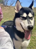 Kizzy, a male Alaskan Malamute for sale in Newark, NJ – 4 of 4