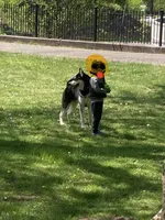 Kizzy, a male Alaskan Malamute for sale in Newark, NJ – 3 of 4