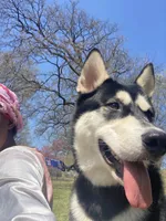 Kizzy, a male Alaskan Malamute for sale in Newark, NJ – 2 of 4