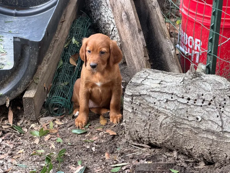 Anna, a female Irish Setter for sale in Fountain, FL – 1 of 2