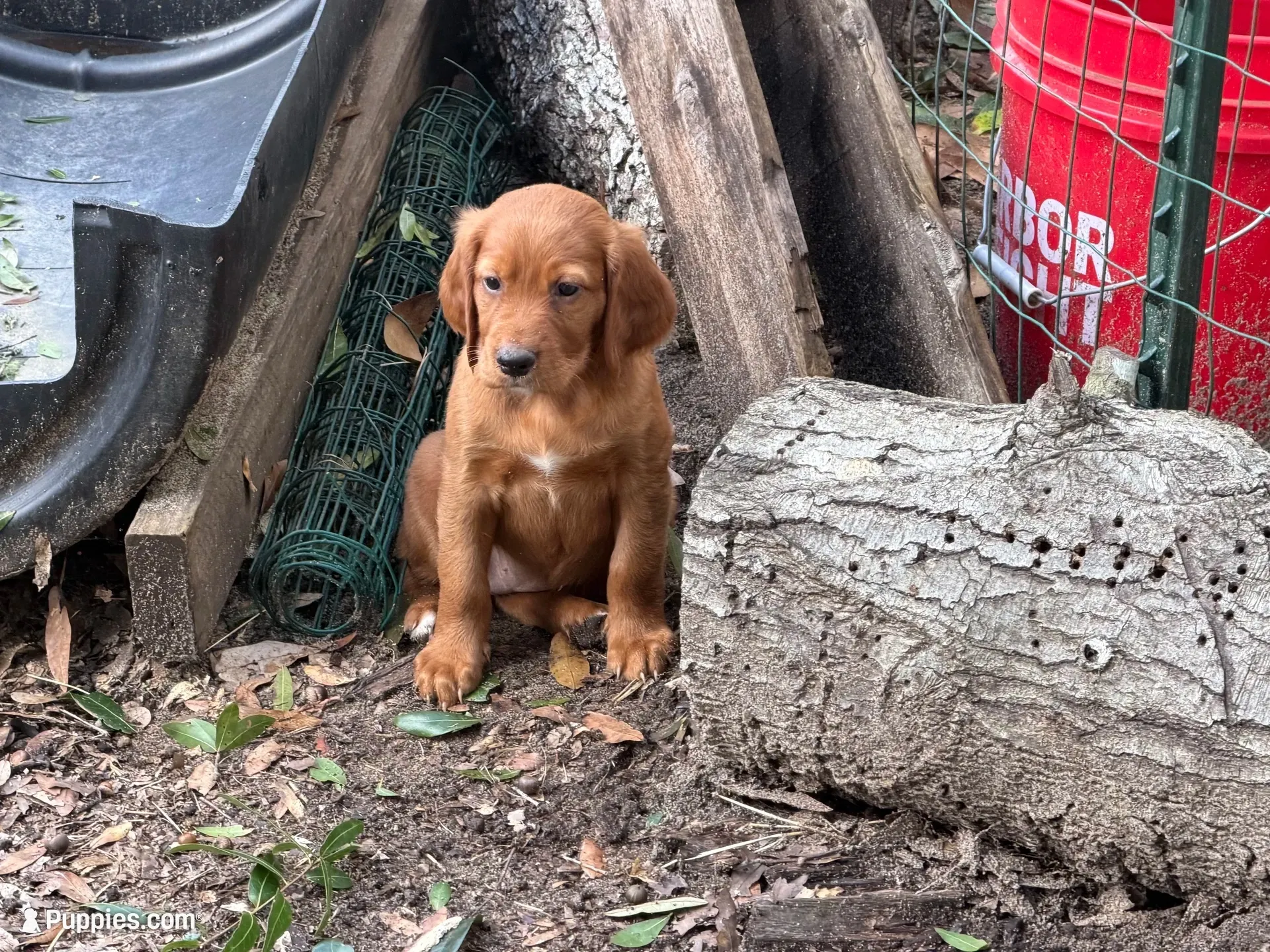 Anna, a female Irish Setter for sale in Fountain, FL – 1 of 2
