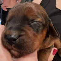 Jack, a male Gordon Setter and Irish Red and White Setter for sale in Fountain, FL – Photo 1 of 2