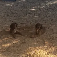 Jack, a male Gordon Setter and Irish Red and White Setter for sale in Fountain, FL – Photo 2 of 2