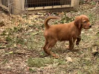 Anna, a female Irish Setter for sale in Fountain, FL – 2 of 2