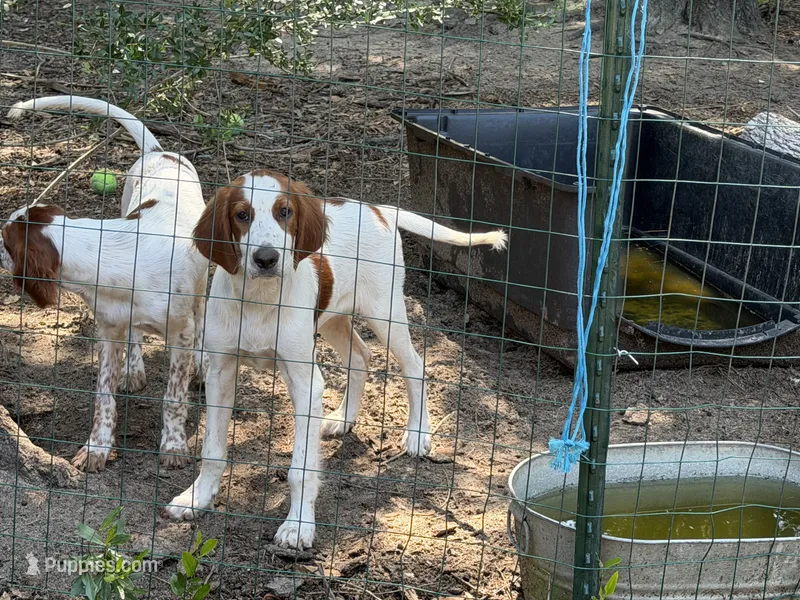 April  – Irish Red and White Setter puppy for sale in Fountain, FL