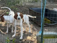 April , a female Irish Red and White Setter for sale in Fountain, FL – 1 of 2