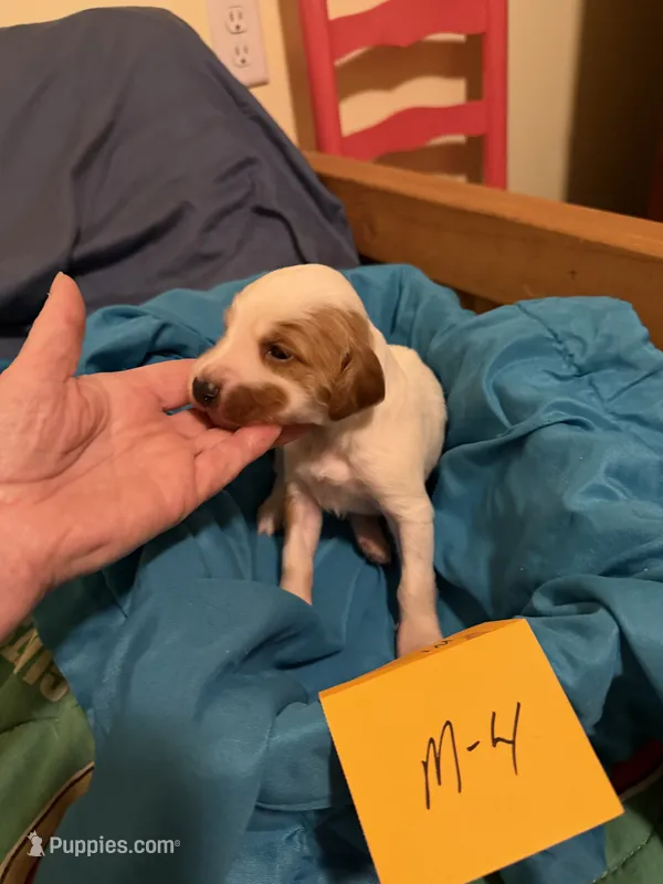 Abe – Irish Red and White Setter puppy for sale in Fountain, FL