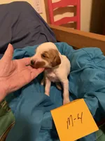 Abe, a male Irish Red and White Setter for sale in Fountain, FL – 1 of 2