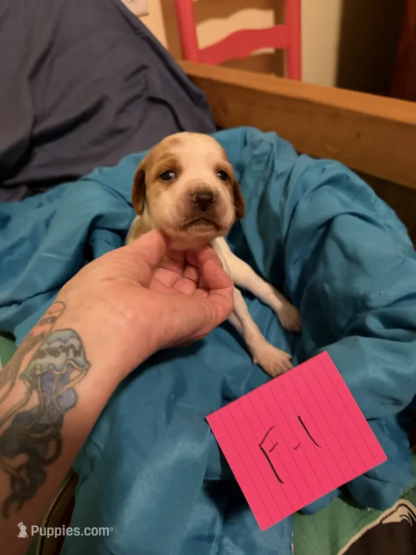 April  – Irish Red and White Setter puppy for sale in Fountain, FL