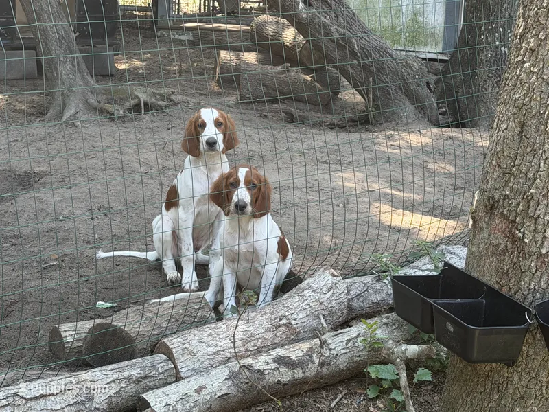Abe – Irish Red and White Setter puppy for sale in Fountain, FL