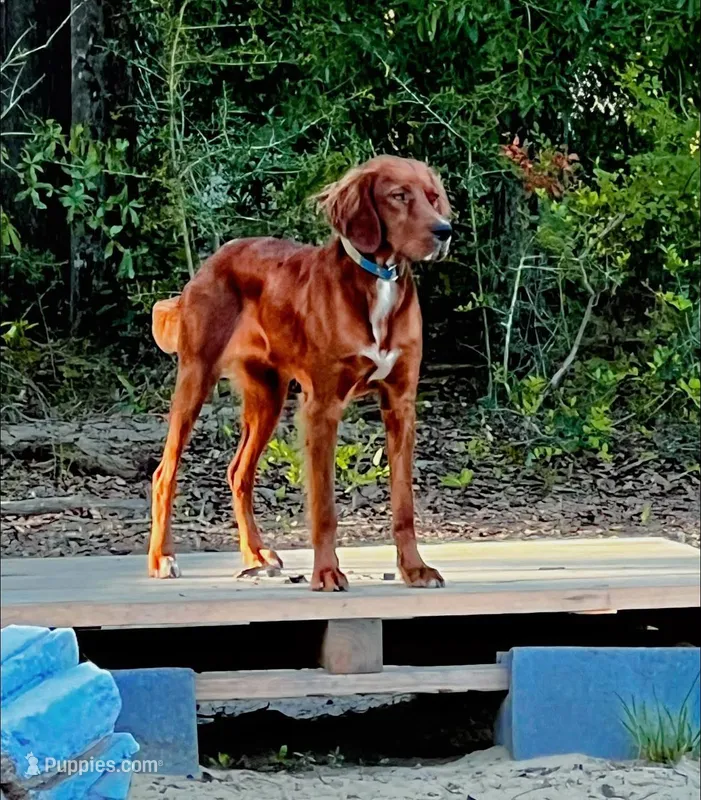 Jack – Gordon Setter, Irish Red and White Setter puppy for sale in Fountain, FL