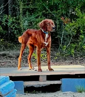 Jack, a male Gordon Setter and Irish Red and White Setter for sale in Fountain, FL – 1 of 3