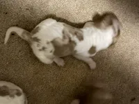 April , a female Irish Red and White Setter for sale in Fountain, FL – 1 of 1
