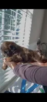 Rockstar , a female Shih Tzu and Poodle - Toy  for sale in Duluth, GA – 3 of 3
