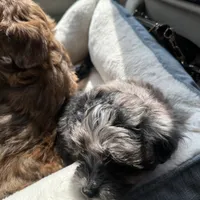 Socks, a female Shih Tzu and Poodle - Toy  for sale in Duluth, GA – 3 of 5