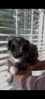 Socks, a female Shih Tzu and Poodle - Toy  for sale in Duluth, GA – 4 of 5